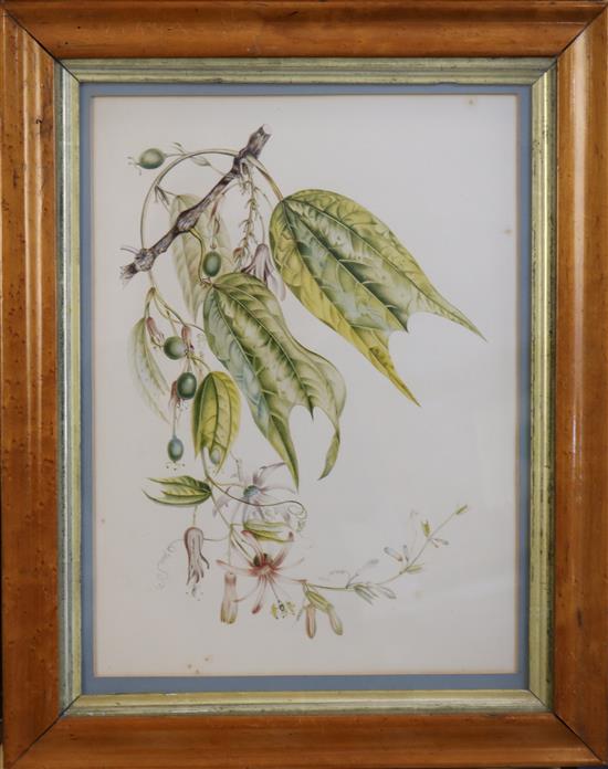 19th century English School Botanical studies largest 14.5 x 11in.